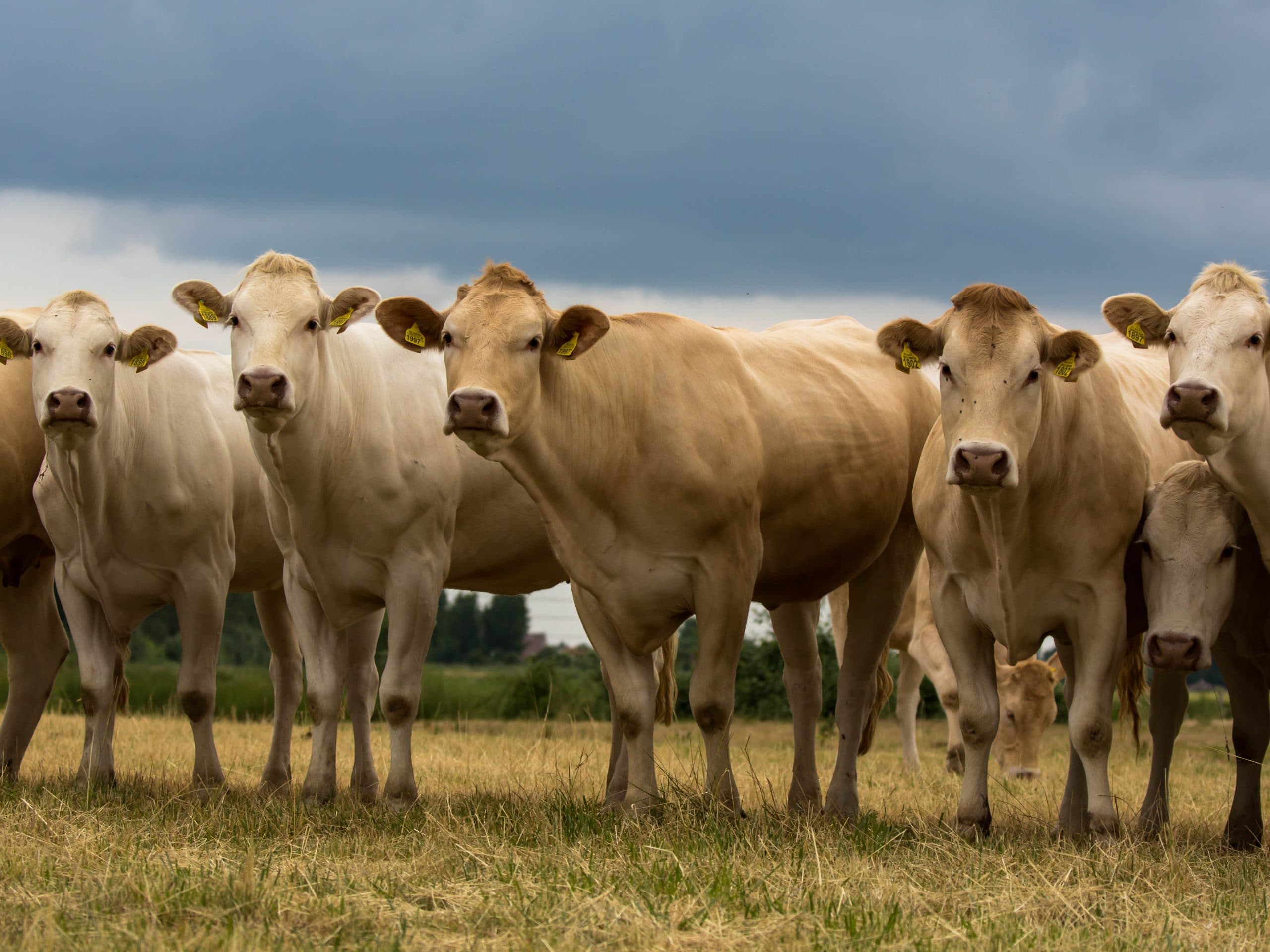 Onze Blonde d'Aquitaine kudde